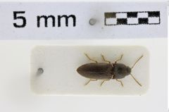 Foto (Dorsalansicht) von Silesis convexicollis (NHMW-ZOO-COL-0008512)